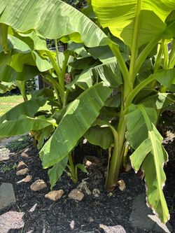 Banana Plants / Price In Description