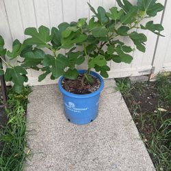 Chicago Hardy Fig Tree 