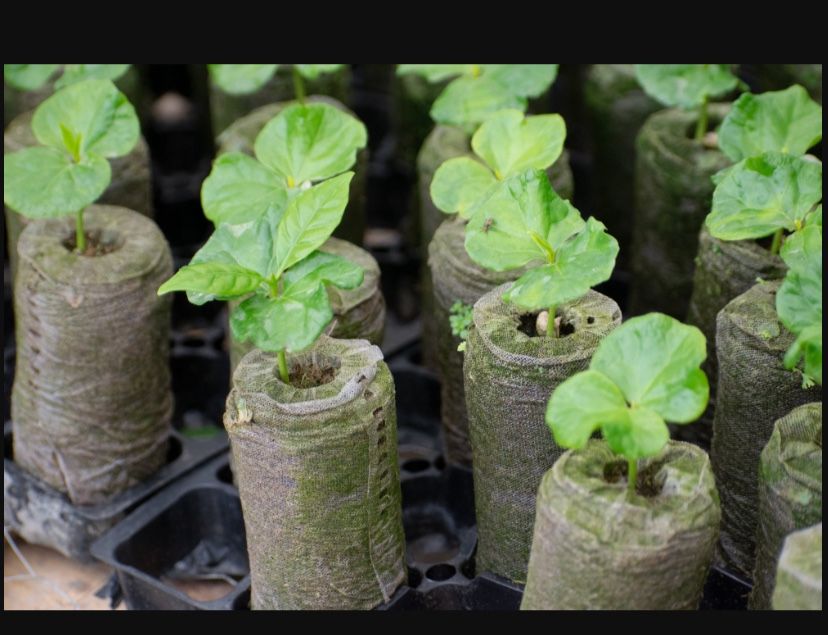 Jiffy Plant Plugs Planter Pots 