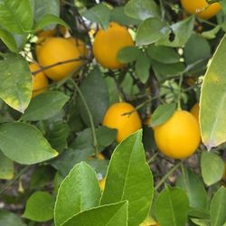 Organic Meyer Lemon 