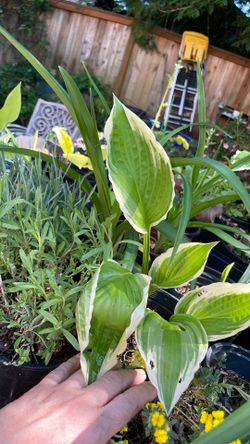 Hosta