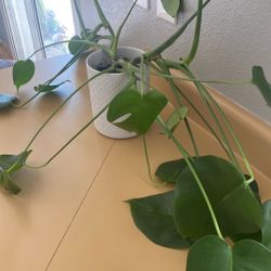 Monstera Plant