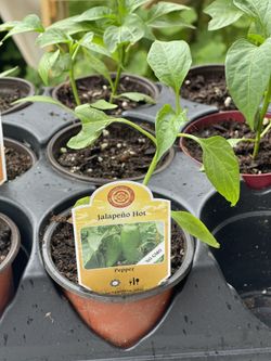 Hot Jalapeño Pepper In 4 Inches Pot