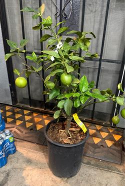 Lemon tree
