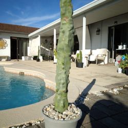 30" Totem Pole Cactus Cutting  $80 -Ship $16 - Pachycereus Schottii Monstrosus 