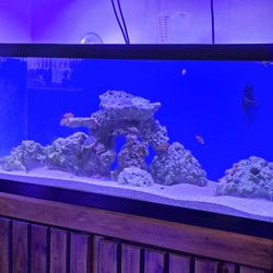 Complete Saltwater Aquarium Setup for Sale – 75 Gallon Tank