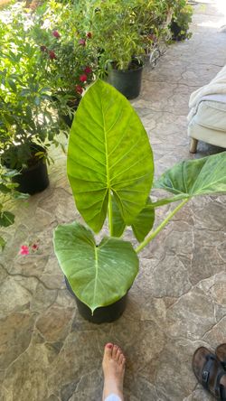 Elephant ear plant
