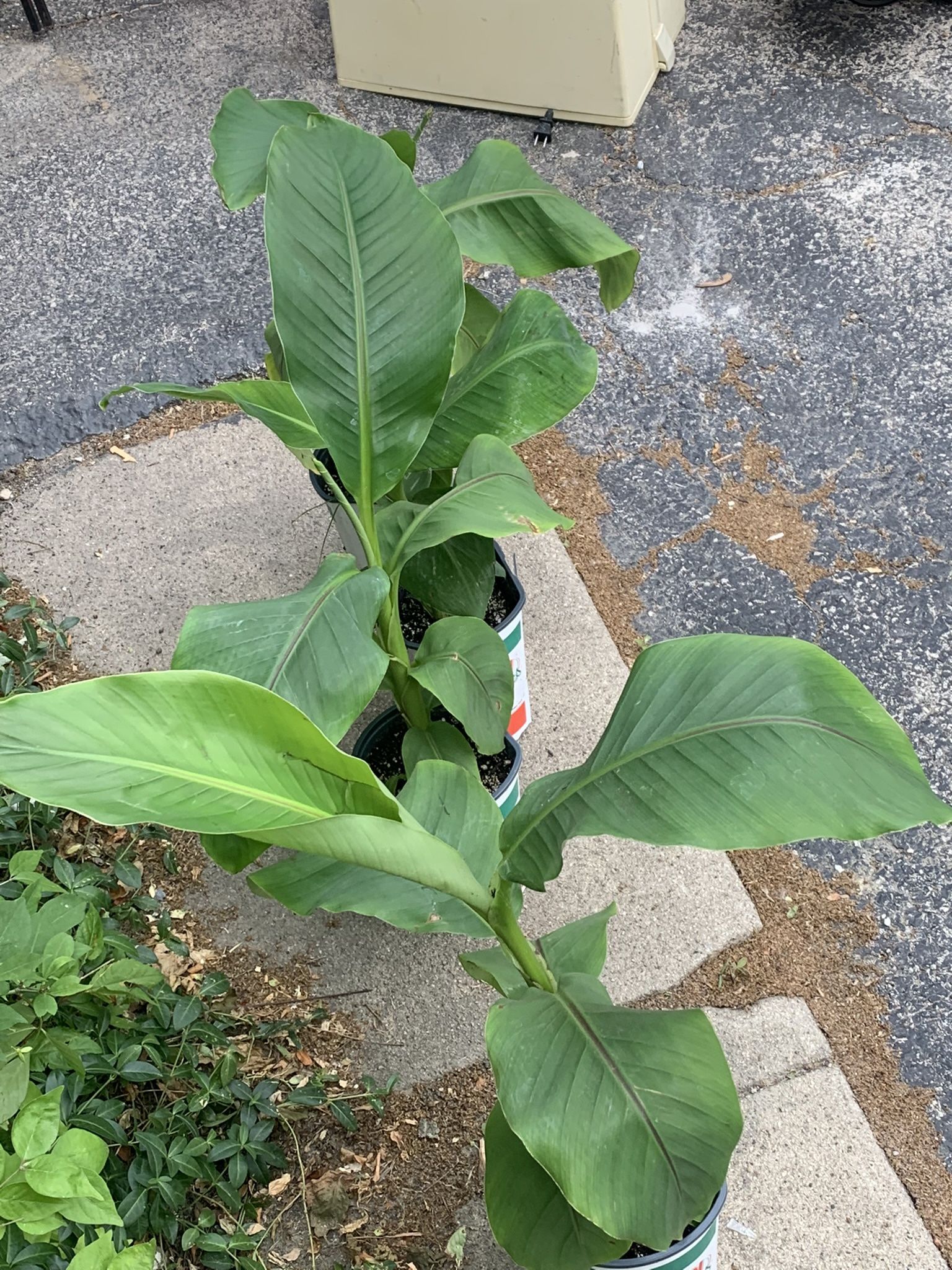 Banana Tree Plants!! $30 Each!!