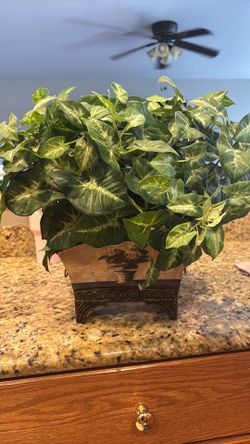 Home Decor Plants