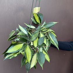 6” big hoya pot of gold