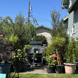 $195 Each Beautiful Japanese Juniper Tree 