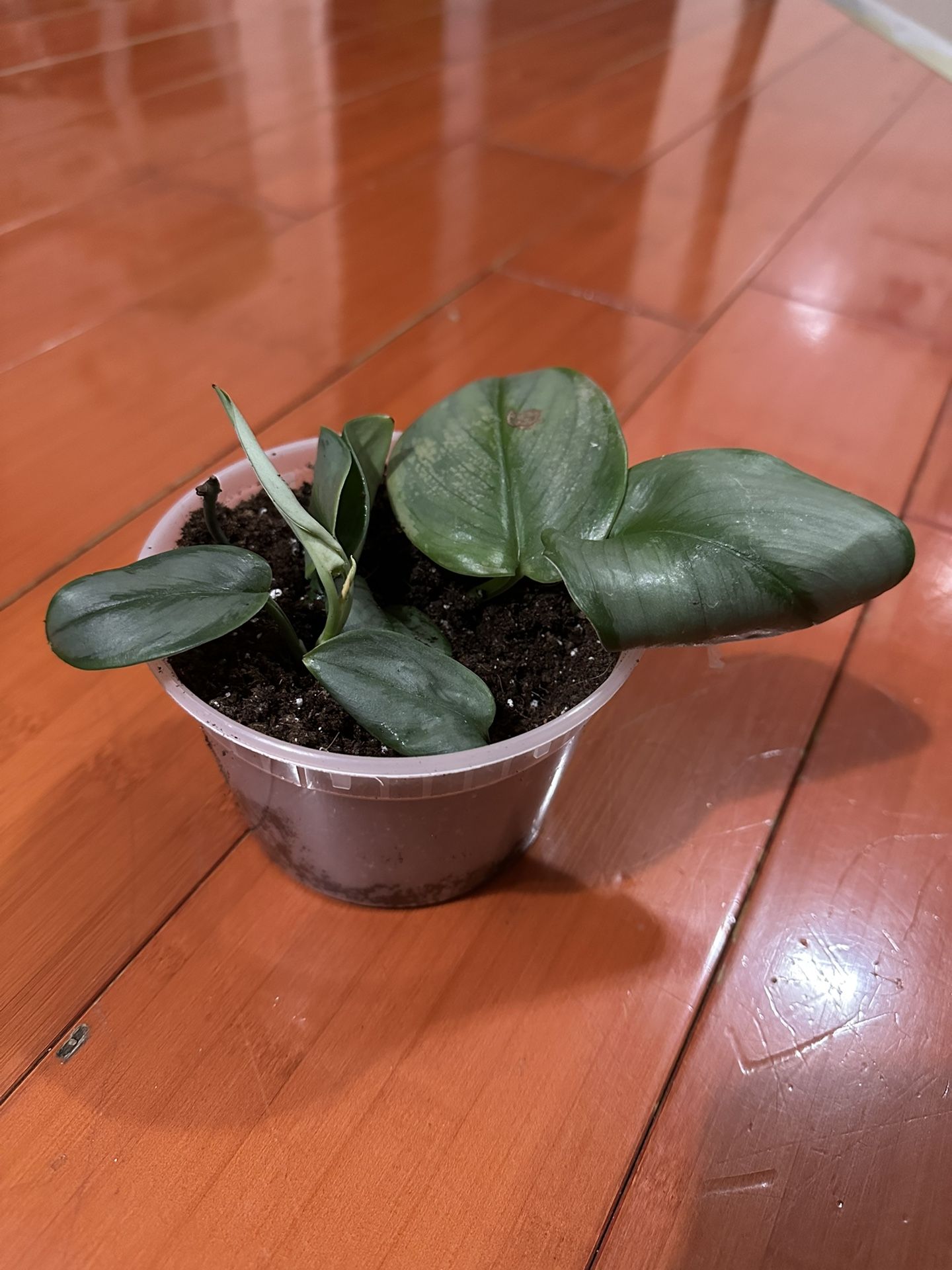 Baby Golden Pothos