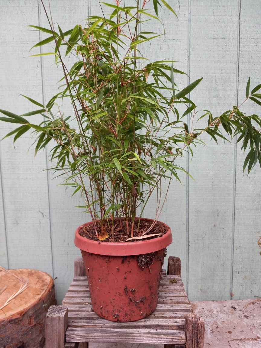 Mini Golden Bamboos
