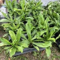 Culantro / Mexican Cilantro Plant(4 Inch Cup)