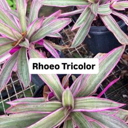 💜 Plant: Rhoeo Tricolor