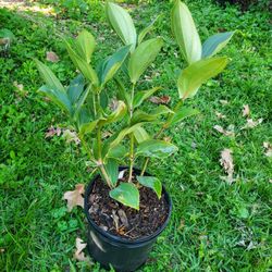 Malaysian Orchid Plant 