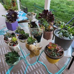 Beautiful healthy succulents in decorative arrangement s