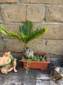 10+ Year Old Sago Palm Bonsai – Mature Cycas revoluta