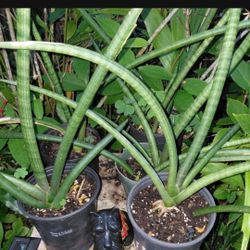 Sanseveria Cylindria Houseplant