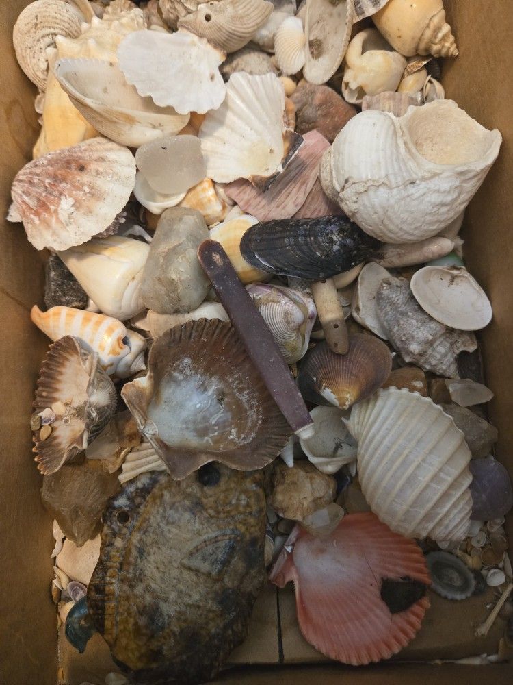 Shells And Minerals