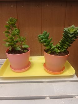 Potted Plants $5 each