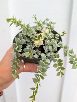 Dischidia Ruscifolia Million Hearts Variegated Plant 4" Pot - Indoor House Plants