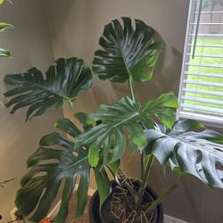 Monstera w/Stand