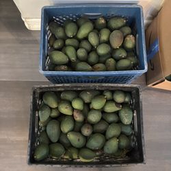 Ugly Avocados 2 Boxes $40 Each