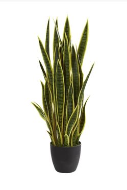 Snake Plant