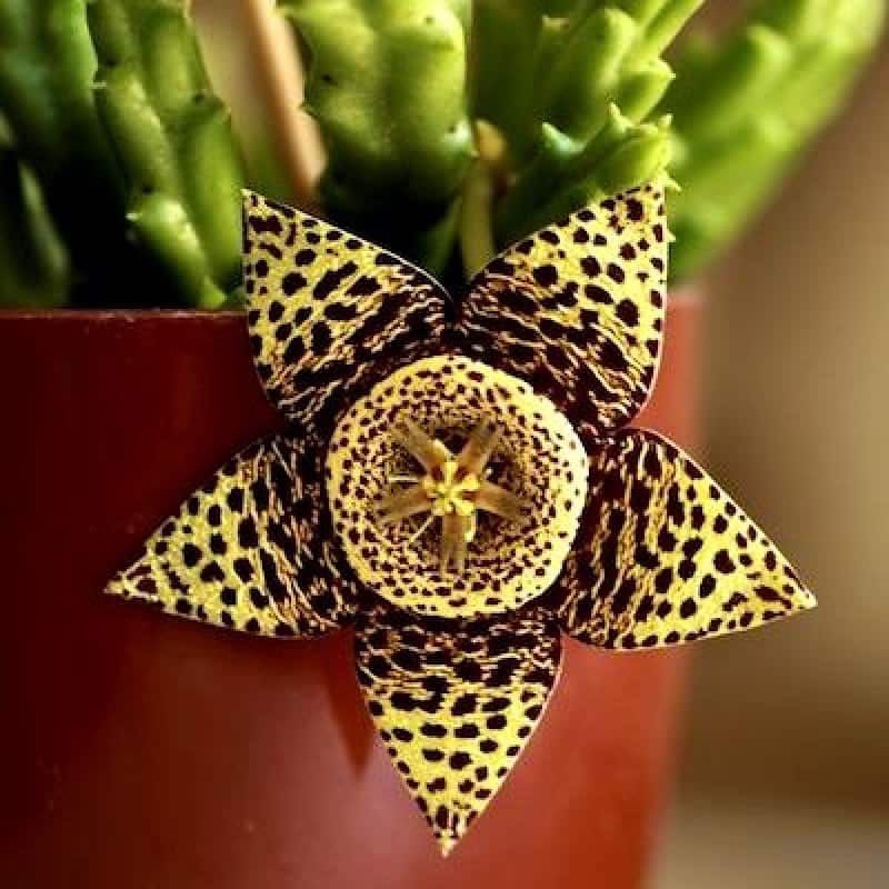 🌵🌿 Orbea Variegata Cactus Succulents 🌿🌵 - “Starfish Flower” ⭐️🐠🌸 Stapelia Variegata