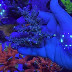 Aquarium Plastic Decoration 