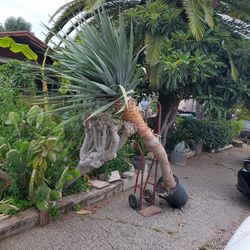 Dragon Tree. Palm