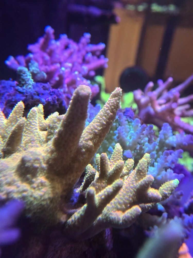 SPS Coral "Decorations"