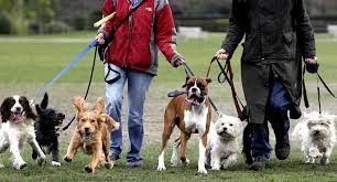 Dog walker