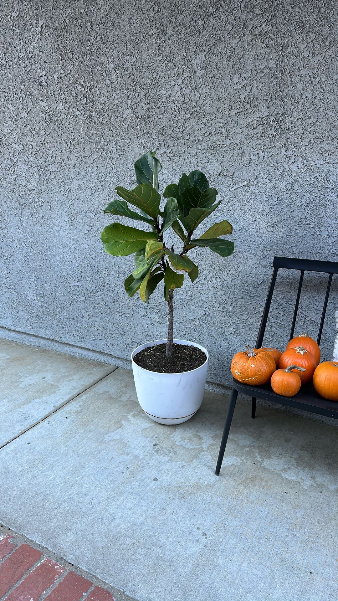 Fiddle Leaf With Plastic Pot