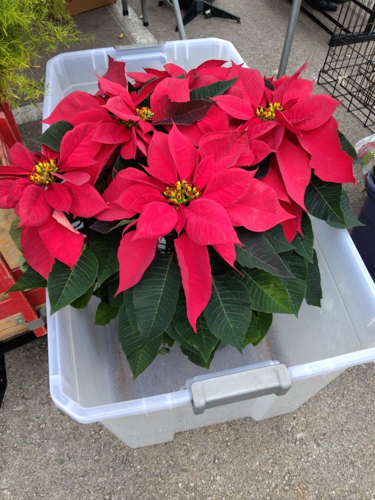 Noche Buena Grande $27