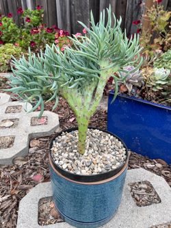 Large Rare Mermaid Tail Plant