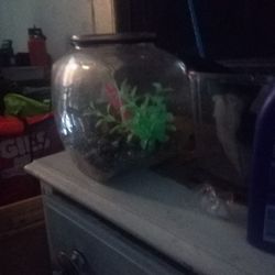 Small Aquarium For fish With Decoratin