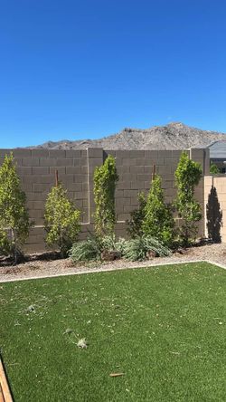 Ficcus Trees
