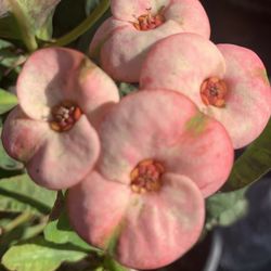 Corona de Cristo/ mili.  Flor mediana