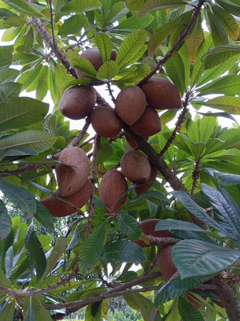 Mamey Trees of All Sizes Ready to Plant