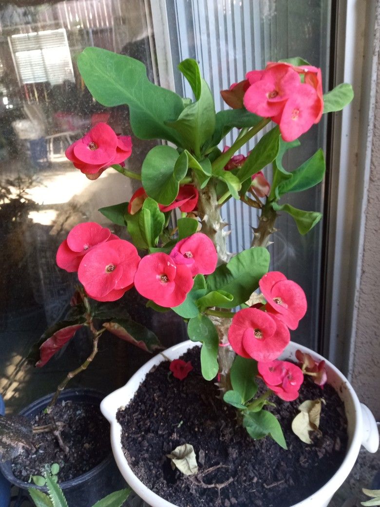 plantas corona de cristo