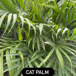 🌴 Cat Palm (Chamaedorea cataractarum)