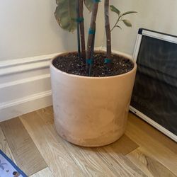Awesome Planter From Castro Plant Store - Dying Plant