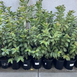 Plantas De Guallabos Disponibles