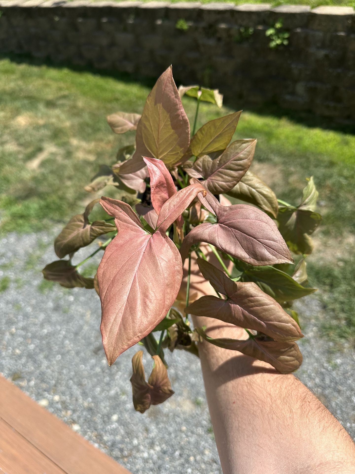 Synonym Pink Perfection plant