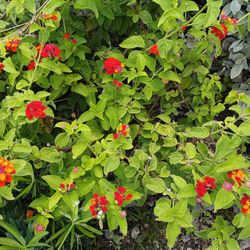 Lantana Butterfly 🦋 Plants 3gl $6