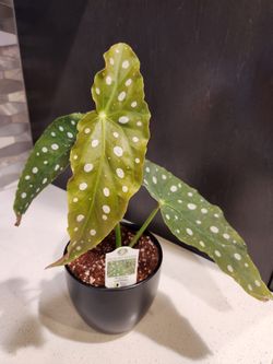 4.7"Polka Dot Begonia Maculata Live Plant