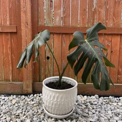 Monstera Plant