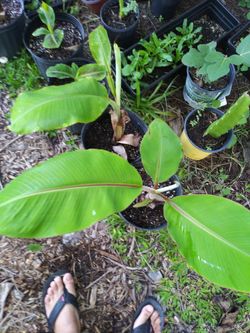 Banana Plants